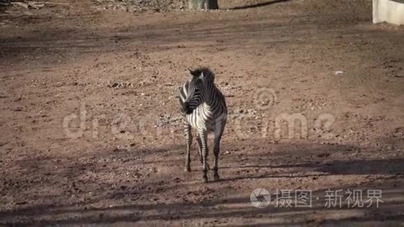 条纹黑白哺乳动物斑马视频