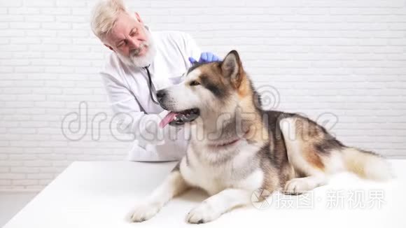 男兽医在诊所检查病人的耳朵