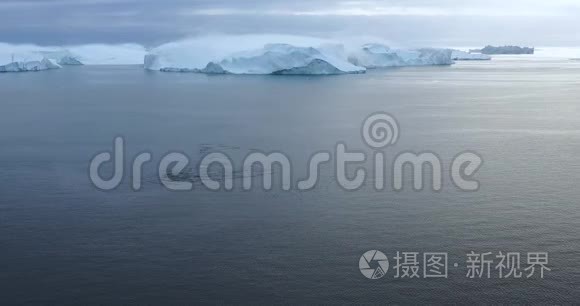 格陵兰岛冰山上的一群长须鲸的空中无人机。 5座头鲸侵犯北极自然