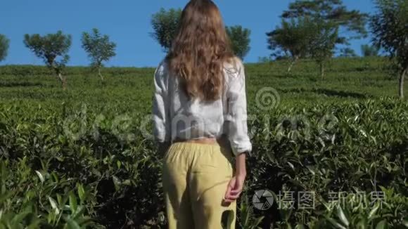 金发姑娘在茶树种植园里慢动作视频