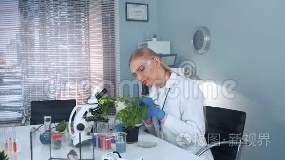 女科学家用镊子检查植物叶片视频