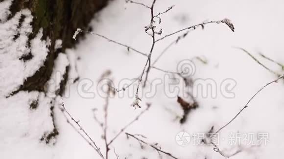 被雪覆盖的树枝。