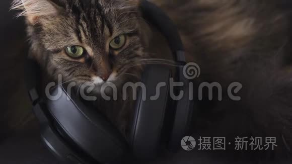 可爱的泰比家猫戴着耳机听音乐。 有趣的视频