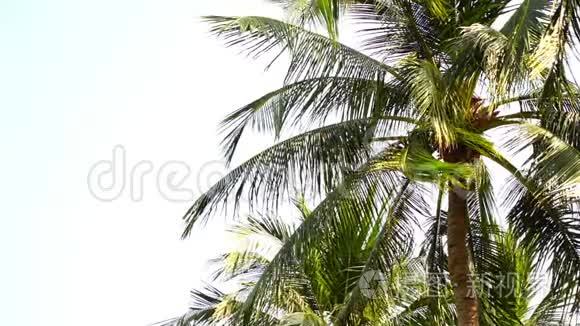风吹过棕榈树的叶子，它们微微波动