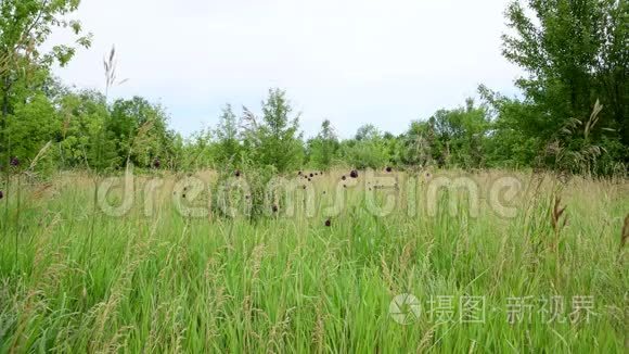 俄罗斯美丽的夏日草原视频