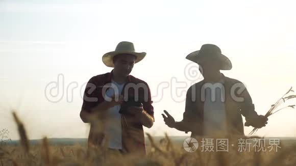 农业耕作剪影两个农民男子团队红脖子在一个田野检查小麦作物在日落。 男性农民