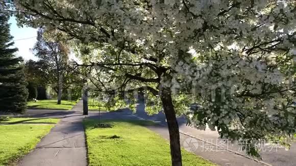 安大略省开放的白色樱花视频