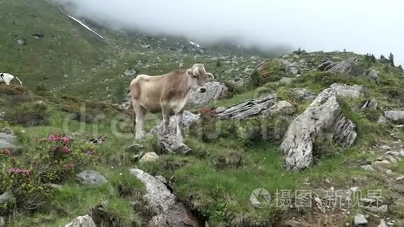 高山草地上的鸽子和紫鹃视频