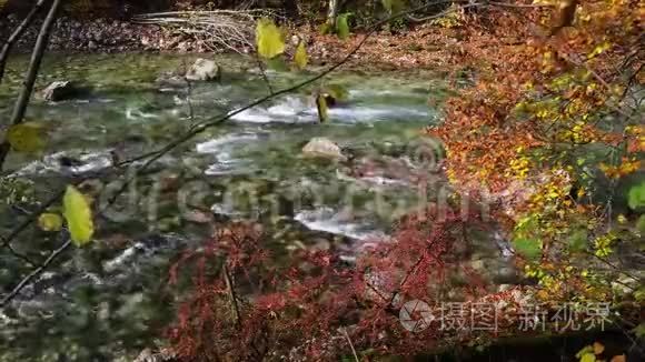 高山快速河附近的秋巴莓灌木和山毛榉树枝