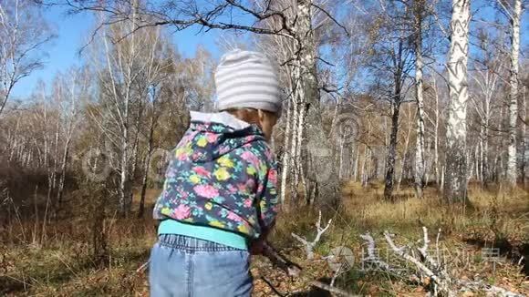 小女孩在秋天的森林里收集干燥的树枝。