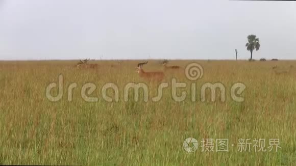 草原上的凤仙花视频