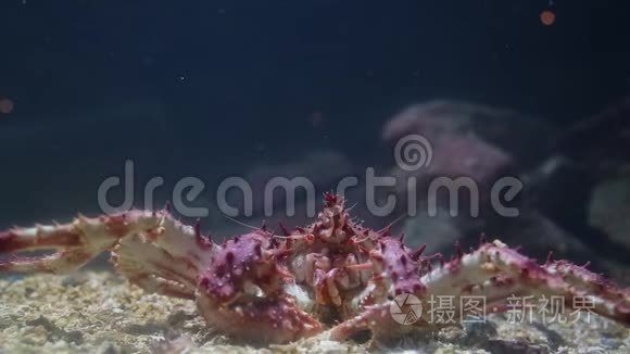 水族馆底部的大螃蟹