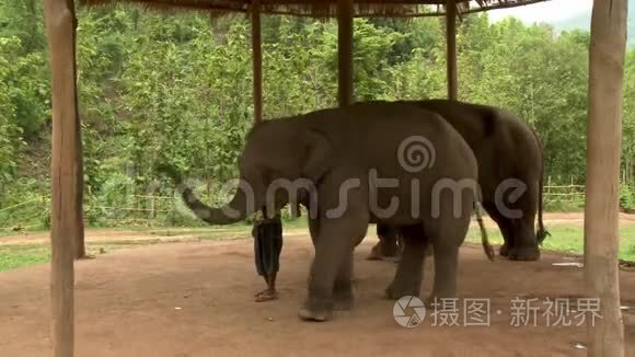 小屋下的大象在饲养员的陪同下视频