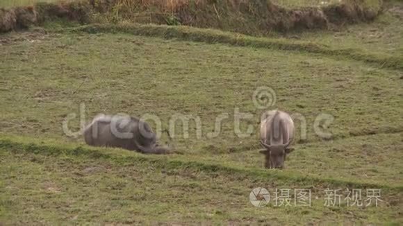 一对卡拉巴在草地上漫游视频