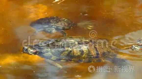 湖中岩石上的海龟视频