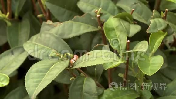 仍然附着在茎上的茶叶的特写视频