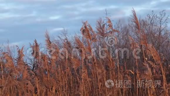 冬日夕阳下的芦苇丛视频