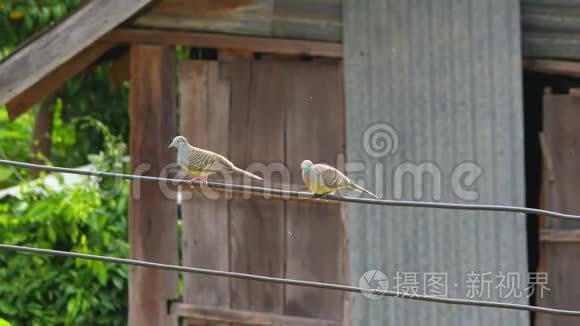 斑马鸠栖息在电线上视频