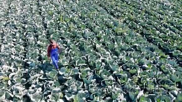 农学家在卷心菜田里散步，检查蔬菜。