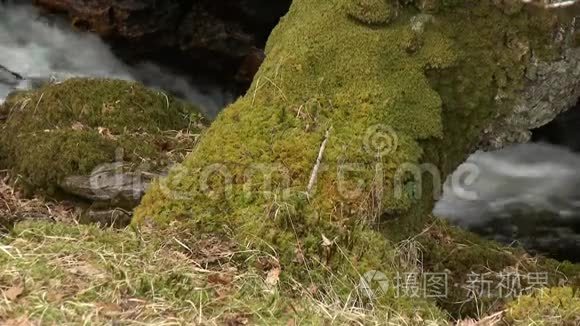 溪边苔藓树干的细节视频