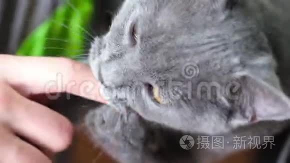 一只小猫在玩主人的手。