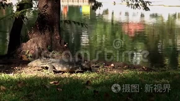 亚洲监控蜥蜴爬在公园的水池旁视频