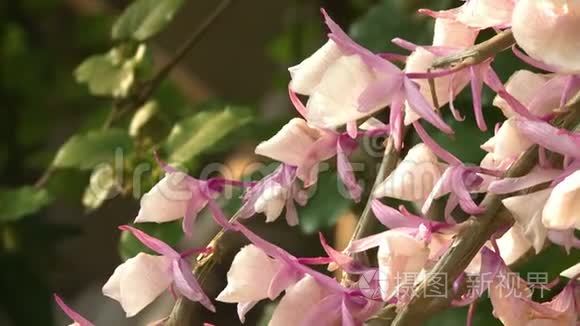有天然香味的生动花朵视频