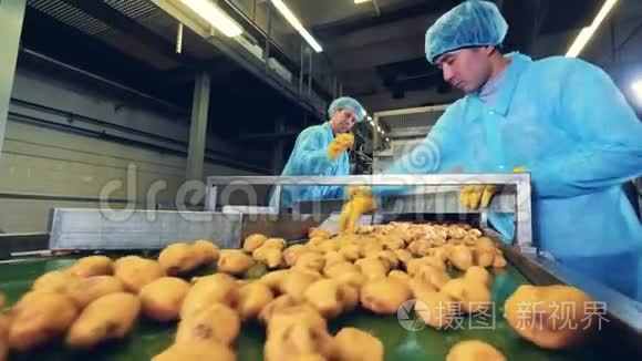 农业工人正在工厂里切土豆视频