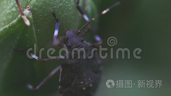 昆虫从新鲜的茎中喂食视频