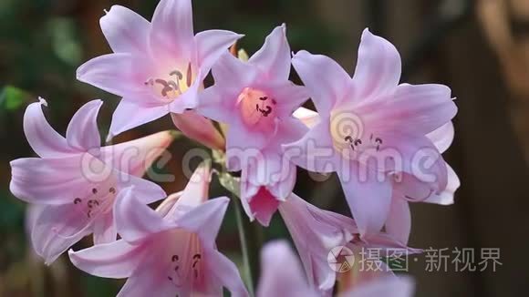 晨光中的颠茄百合短视频