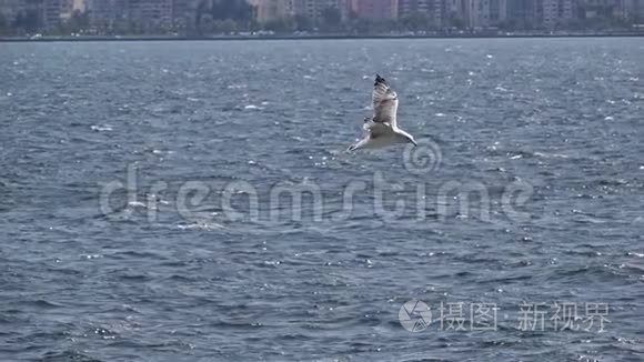 海鸥飞越海洋视频