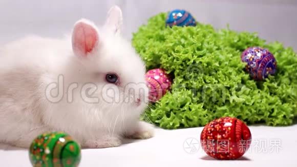 带复活节彩蛋的白色小兔子视频