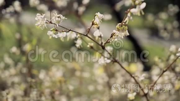 在阳光明媚的一天，大黄蜂在特写镜头中坐在开花的小枝上