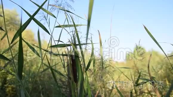 绿苇林草夏日，阳光明媚，绿意盎然