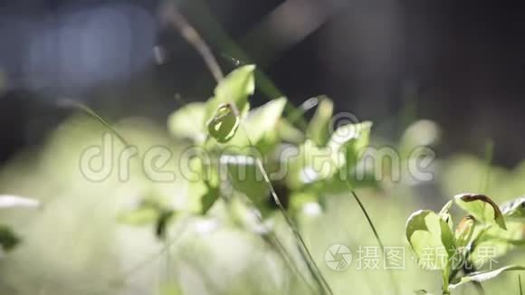 夏天在森林地面上用美丽的阳光把植物遮起来