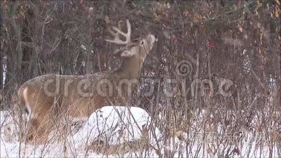 白尾鹿在轻轻飘落的雪中觅食视频