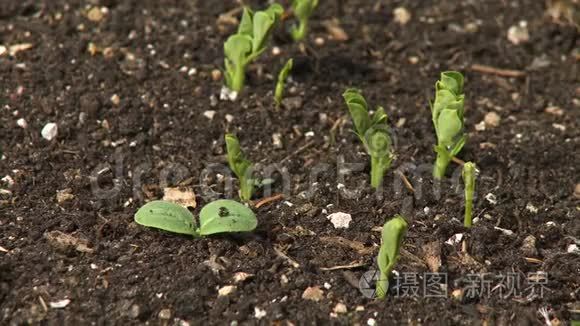 从土壤中发芽的植物幼苗视频