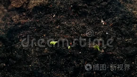 从土壤中生长的小型绿色植物，农业概念，新生命，春天的时间流逝