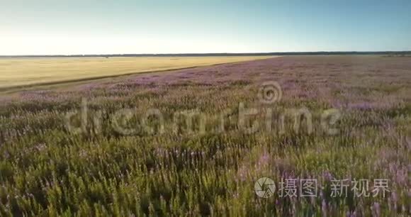 绿色草地上盛开着紫色的花朵视频