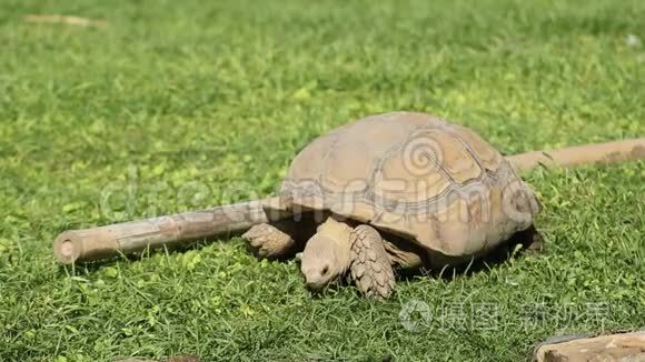 野龟后悔吃草太多
