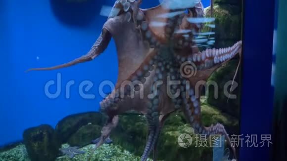 章鱼在水族馆的一个大型水族馆里游泳