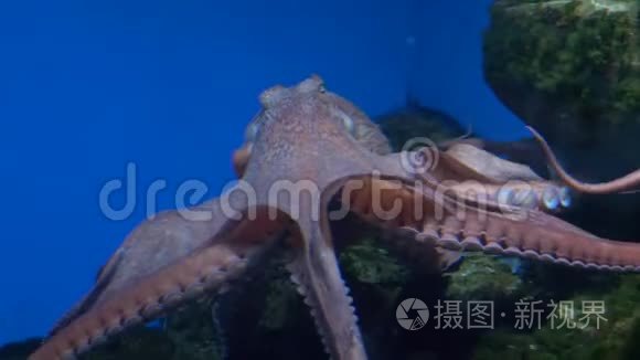 章鱼在水族馆的一个大型水族馆里游泳