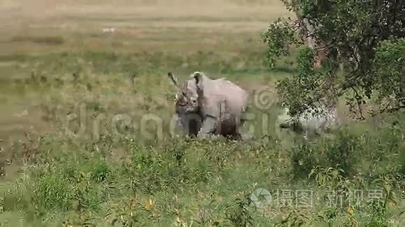 黑犀牛，diceros bicornis，雌性与小牛散步，肯尼亚纳库鲁公园，