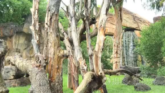 野生动物园里的两只猴子坐在雨中的一棵树上