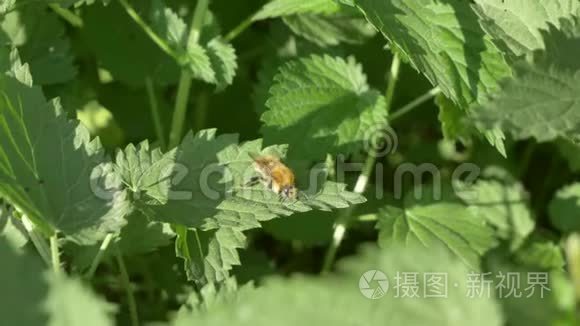 近景花蜜蜂忙春野青荨麻视频