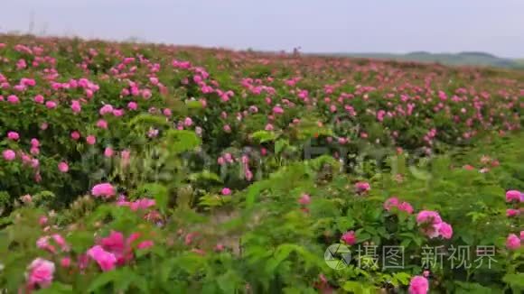 收获前在田野上盛开的玫瑰