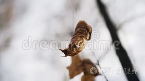 干燥秋叶特写.. 叶子在风中摇动。 美丽的秋天。 季节。