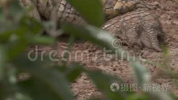 哥伦比亚奥里诺科鳄鱼的特写视频