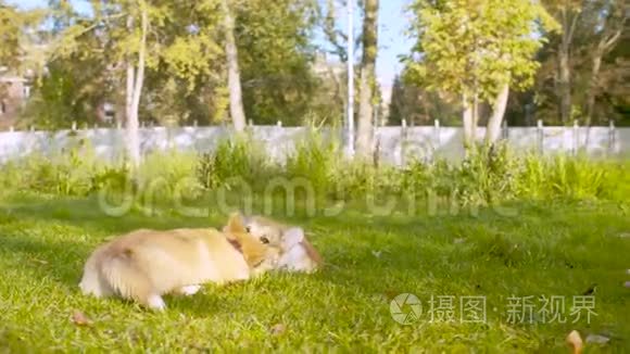 两只科吉狗在草地上玩耍
