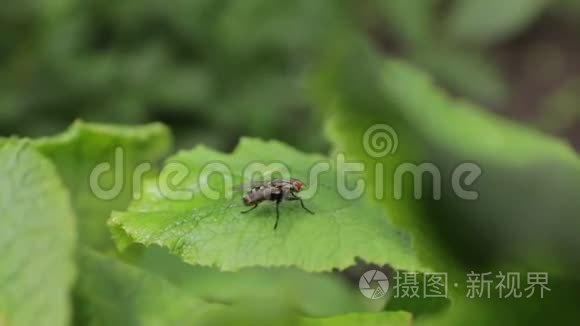 苍蝇被清理在树叶上视频